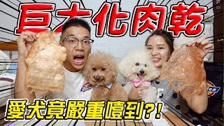 【震撼】把狗狗最愛的肉乾放大30倍 卻發生嚴重噎到意外..？『巨大化肉乾』【希露弟弟啃雞腿】比熊 貴賓 Bichon Frise Poodle