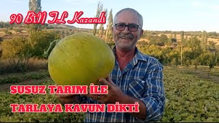 6 Dönüm Kavun tarlasından, Ata tohumu Organik Kavun yetiştiriciliği. Gördes/Manisa