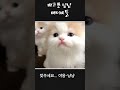 배고픈 냥냥 베이비들 고양이 고양이일상 cat 웃긴영상 cute funny cat cute