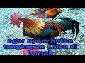 Agar ayam hutan tangkapan bisa d ternak dan tetap hidup