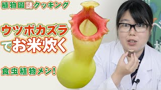 ウツボカズラ料理！虫を食べる植物を食べる？ウツボカズラご飯の作り方＆ホットケーキ＆お好み焼きと・・・食虫植物の植物園料理by咲くやこの花館