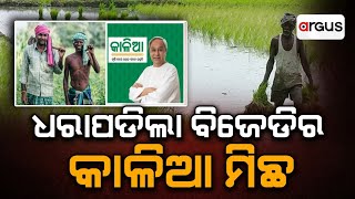 ଧରାପଡିଲା ବିଜେଡିର କାଳିଆ ମିଛ || KALIA Yojana Scam