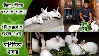 Rabbits in bangladesh | Rabbit | সুজনের খরগোশ | খরগোশ কত মাসে বাচ্চা দেয় | পোষা খরগোশ পালন পদ্ধতি