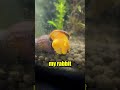 Discovering a Baby Snail in my Aquarium