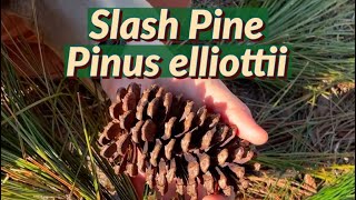 Meet the Slash Pine! Pinus elliottii 🌿