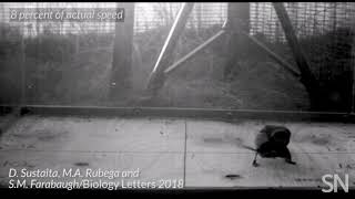 See how a hunting shrike shakes a mouse for its meal | Science News