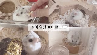 설이 일상 브이로그 | vlog | 햄스터 | 일상 | 소동물 | 햄집사