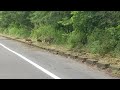 wild boars at watarase regulating pond 渡良瀬遊水地のイノシシ