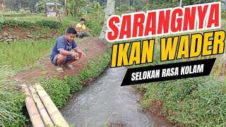 MANCING DI SELOKAN SARANGNYA IKAN WADER || IKAN WADER BABON || FULL STRIKE