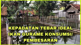 Kepadatan tebar ideal ikan gurame untuk pembesaran/konsumsi