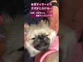 お耳マッサージで子犬がとろける shorts puppy