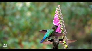 Foxglove Beardtongue with Hummingbird