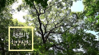 [위대한100경] EP16. 천년의 숲 '함양 상림공원'