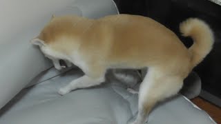 高速ホリホリを連発した後,猛ダッシュで走り去って行く柴犬ユリwwwww😂