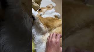 ドヤ顔で触るのお断りするコーギー#shorts #short #corgi #コーギー犬