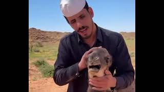 Camel being stroked and screaming
