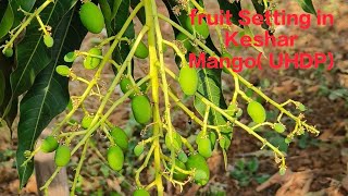 Fruit Setting in Ultra High Density Mango Plantation (UHDP) in Dharampur