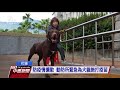 花蓮首例白鼻心染狂犬病 幸無人遭咬傷 20200122 公視中晝新聞