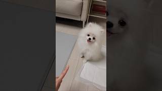 🤭🐶 엉망진창 훈련 🤪 앉아 기다려 이리와 입 말고 손 🌱🧸 #pomeranian #puppy #개육아 #반려견 #강아지 #cutedog #강아지브이로그 #강아지일상 #포메라니안