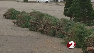 Vandals cause $4,000 in damage at tree lot