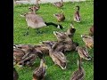 very hungry wild mallard ducks quacking shorts