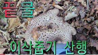 아쉬움을 뒤로한 마지막 이삭줍기 능이산행(Neungi Mushroom mountain)