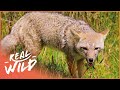 A Close Look At Animal Kingdoms Of Patagonia and Peru | Art Wolfe's Travels To The Edge | Real Wild