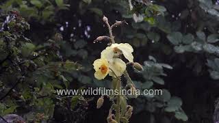 Brilliant yellow tall blooming stalks of Yellow Meconopsis Poppy: Sikkim has traffic jam issues too!