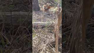 ludhiana tiger safari