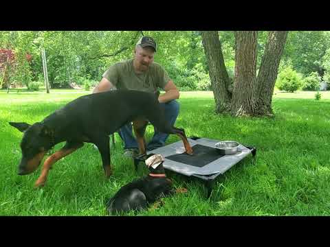 How big is an 8 week old Doberman?