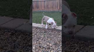 American Bully Puppies Available MuscleTone blood line #americanbully #bullybreed #puppy