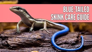 How to Care for a Blue Tailed Skink | Blue Tailed Skink 101