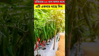 মরিচের ১০ গুণ ফলন হবে  - এটি একবার গাছে দিন #trending #shortvideos #viralvideo #video