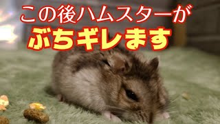 【怒るハムスター】我慢の限界？飼い主に怒りをぶつけるハムスター