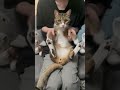 【カマキリダンス】を兄弟猫で踊ってみた shorts