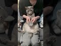 【カマキリダンス】を兄弟猫で踊ってみた shorts