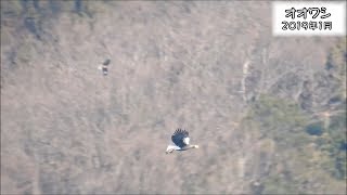 オオワシ Steller's sea eagle (Haliaeetus pelagicus)【IUCN R.L.VU】【天然記念物】【希少野生動植物種】【特定動物】