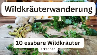 10 Essbare Wildpflanzen / Heilpflanzen erkennen und bestimmen. Wildkräuterwanderung 2.0