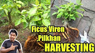 Ficus viren bonsai Harvesting pilkhan