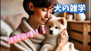 犬の雑学…涙腺崩壊！　#犬#わんちゃん#dog#ペット#雑学#bgm#ai