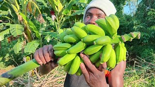 FULL PROCESS FOR HARVESTING AND RIPING OF SWEET BANANAS 🍌