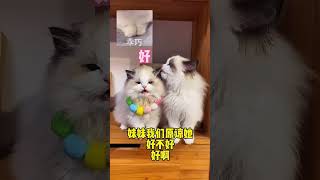 #布偶猫 #记录猫咪日常 #新脸版布偶猫 调解小猫咪矛盾未果   抖音