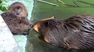 アメリカビーバー双子の赤ちゃん～ちびっこ相撲！（ヒノトントンZOO：羽村市動物公園）Baby American Beaver