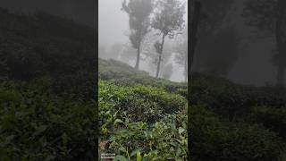 First Quality Tea leaves | முதல் தரமான டீ இலை இதுதானா?