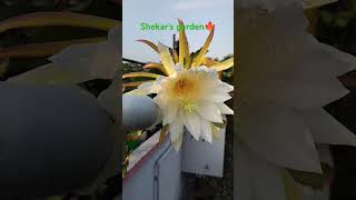 டிராகன் ப்ரூட் செடி வளர்ப்பில் தவிர்க்க வேண்டிய 4 தவறுகள் | 4 Dragon Fruit growing mistakes to avoid