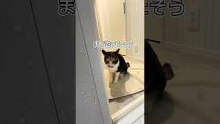 お風呂のドアで遊ぶ猫 #三毛猫 #猫 #保護猫