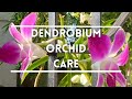 Dendrobium orchid care and growing guide #dendrobium #orchids #orchidcare