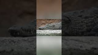 കൂറ്റൻ മുതല കുഞ്ഞിനെ വിഴുങ്ങി|crocodile#crocodile #crocodiles #viral #reel  #danger #malayalam #news