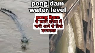 pong Dam water level