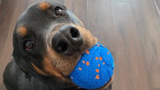 Cheerble Wicked Ball AIR Review 🐶🎾 | Smart Automatic Dog Toy for Active Play, Bouncing & Rolling Fun